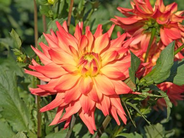 Çiçek açan yıldız çiçeklerinin yakın plan görüntüsü