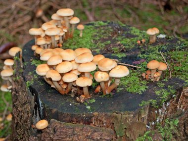 Yeşil yapraklı sülfür başı, yakın plan Hypholoma fasciculare