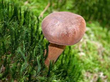 Kestane mantarı, Imleria Badia, yakın plan.