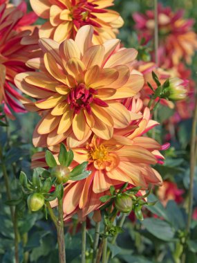 Çiçek açan yıldız çiçeklerinin yakın plan görüntüsü