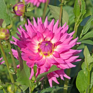 Çiçek açan yıldız çiçeklerinin yakın plan görüntüsü