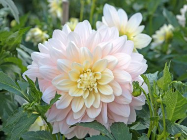 Çiçek açan yıldız çiçeklerinin yakın plan görüntüsü