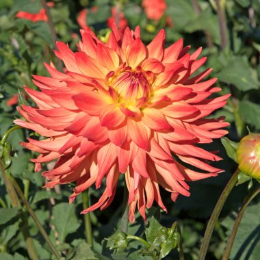 Çiçek açan yıldız çiçeklerinin yakın plan görüntüsü