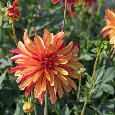 Çiçek açan yıldız çiçeklerinin yakın plan görüntüsü