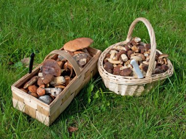 yenilebilir mantar bir sepet içinde
