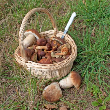 yenilebilir mantar bir sepet içinde