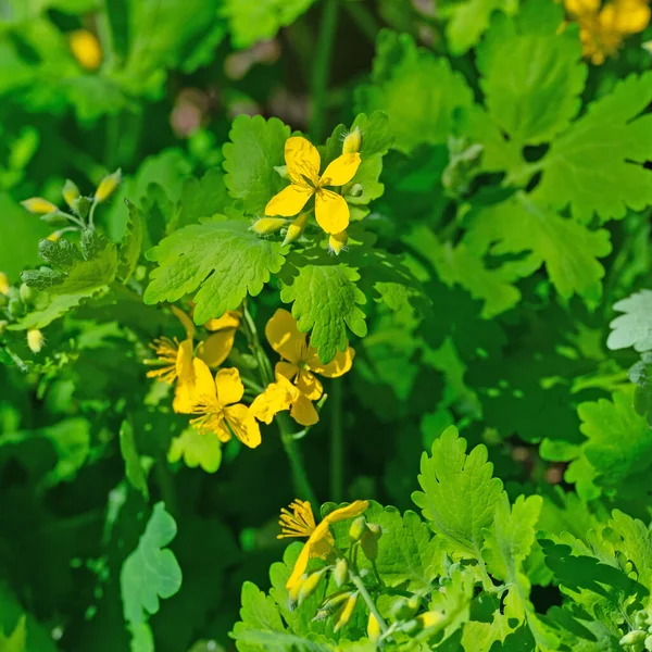 Çiçekli celandine, Chelidonium majus, baharda