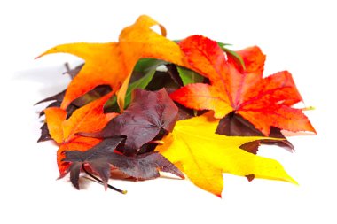 Sonbaharda Amerikan tatlandırıcı ağacından renkli yapraklar