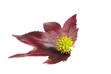 Beyaz arka planda Amerikan tatlandırıcı ağacı, yaprak ve meyvesi