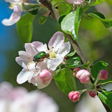 Elma çiçeğindeki gül ezmesi.
