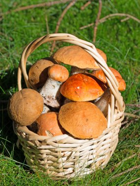yenilebilir mantar bir sepet içinde
