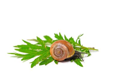 Salyangoz kabuğuna yakın çekim