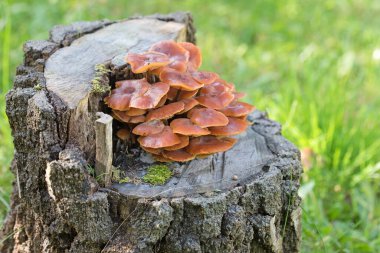 Sıradan kadife mantarın meyve gövdesi.