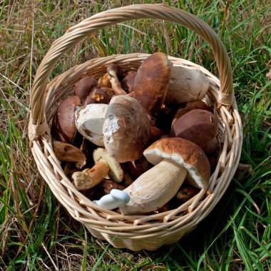 yenilebilir mantar bir sepet içinde