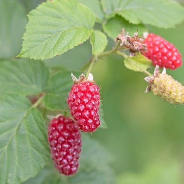 Tayberry meyveleri yakın planda.