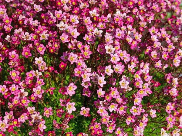 Çiçekli Yosunlu Saxifrage yakın planda