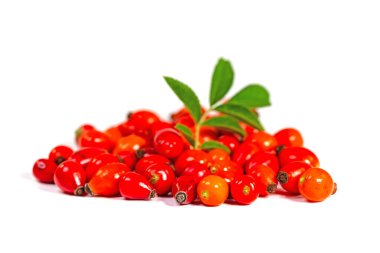 Hagebutten vor weissem Hintergrund