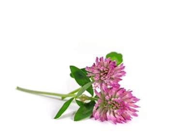 Kırmızı yonca beyaz arkaplanda çiçek açar