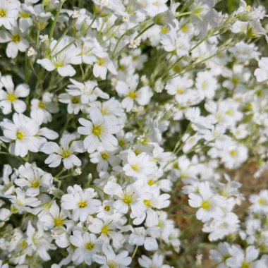 Çiçekli keçeli böceğe yakın plan.