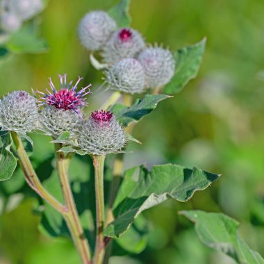 Çiçekli dulavrat, Arctium, kapatın.