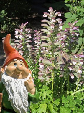 Çiçekli akanthus 'a yakın