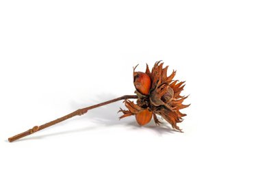 Ağaç fındığı, Corylus colurna, beyaz arka planda