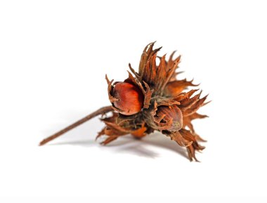 Ağaç fındığı, Corylus colurna, beyaz arka planda