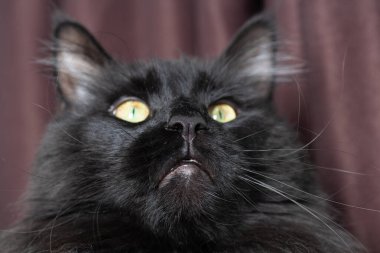 Kameraya bakan bir kedi. Yüksek kalite fotoğraf