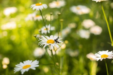 Siyah böcek, siyah bir arka planda beyaz bir papatyaya oturur.