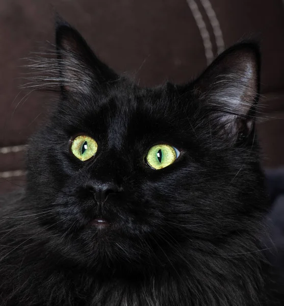 Kameraya bakan bir kedi.