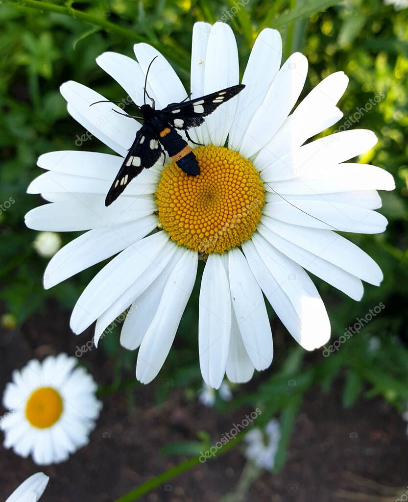 black beetle sits on a white daisy on a dark background