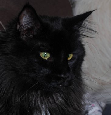 Bir kedi fotoğrafının yakın çekimi.