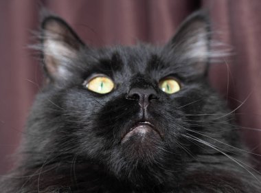 Kameraya bakan bir kedi.