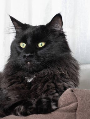 Kameraya bakan bir kedi.