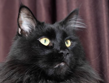 Kameraya bakan bir kedi.