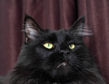 Kameraya bakan bir kedi.