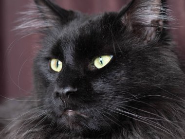 Kameraya bakan bir kedi.