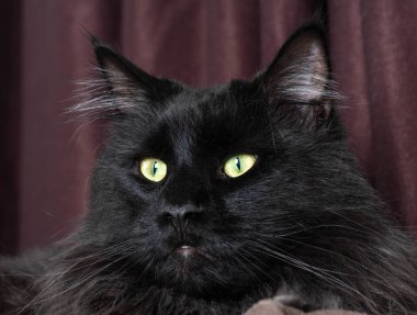 Kameraya bakan bir kedi.