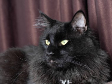 Kameraya bakan bir kedi.