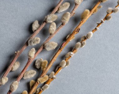 Gri arka planda söğüt dalı ve böbrekler