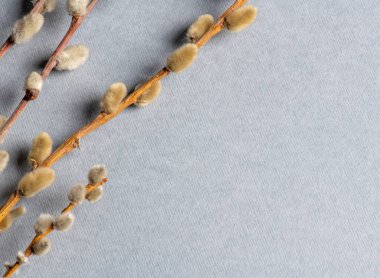 Gri arka planda söğüt dalı ve böbrekler