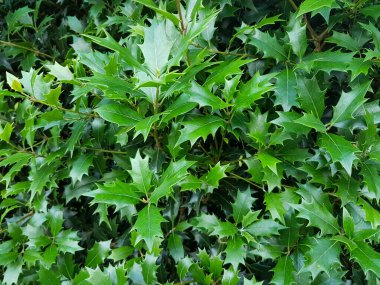 Orman fotoğrafındaki yeşil bir bitki.