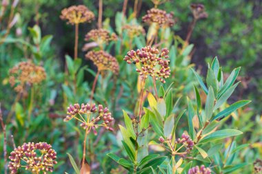 Çiçek bahçesine yakın çekim