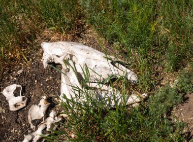 Çimlerin üzerinde oturan bir kuş.