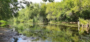 Ormandaki nehirler yaprakların yansıması ve sudaki gökyüzü