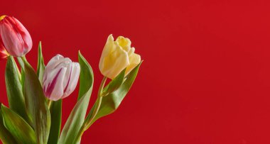Kırmızı arka planda üç renkli lale çiçeği.