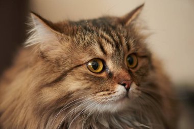 Sevecen kedi çok güzel görünüyor.