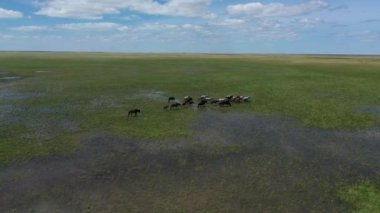 Su dolu yeşil bir çayırda tünemiş bir at sürüsü.