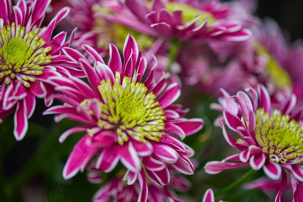 red green flowers and green leaves close up