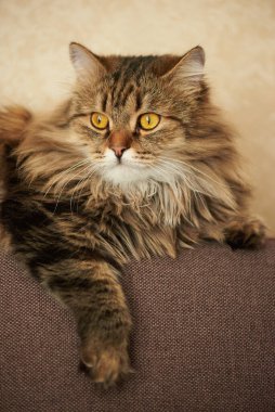 Kedi kanepede yatar ve pençesi sallanır.